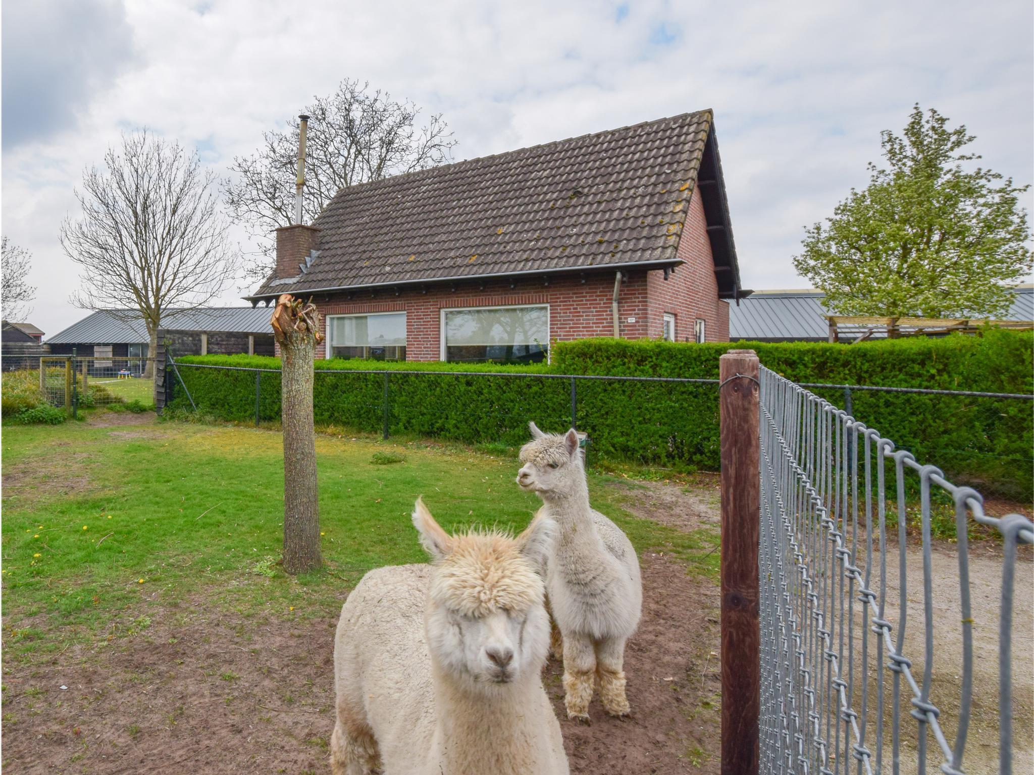 Alpacafarm Vorstenbosch